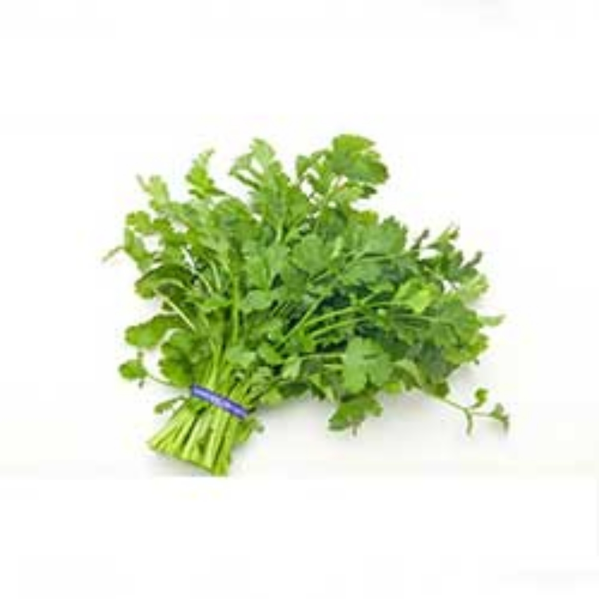 صورة بقدونس ربطة